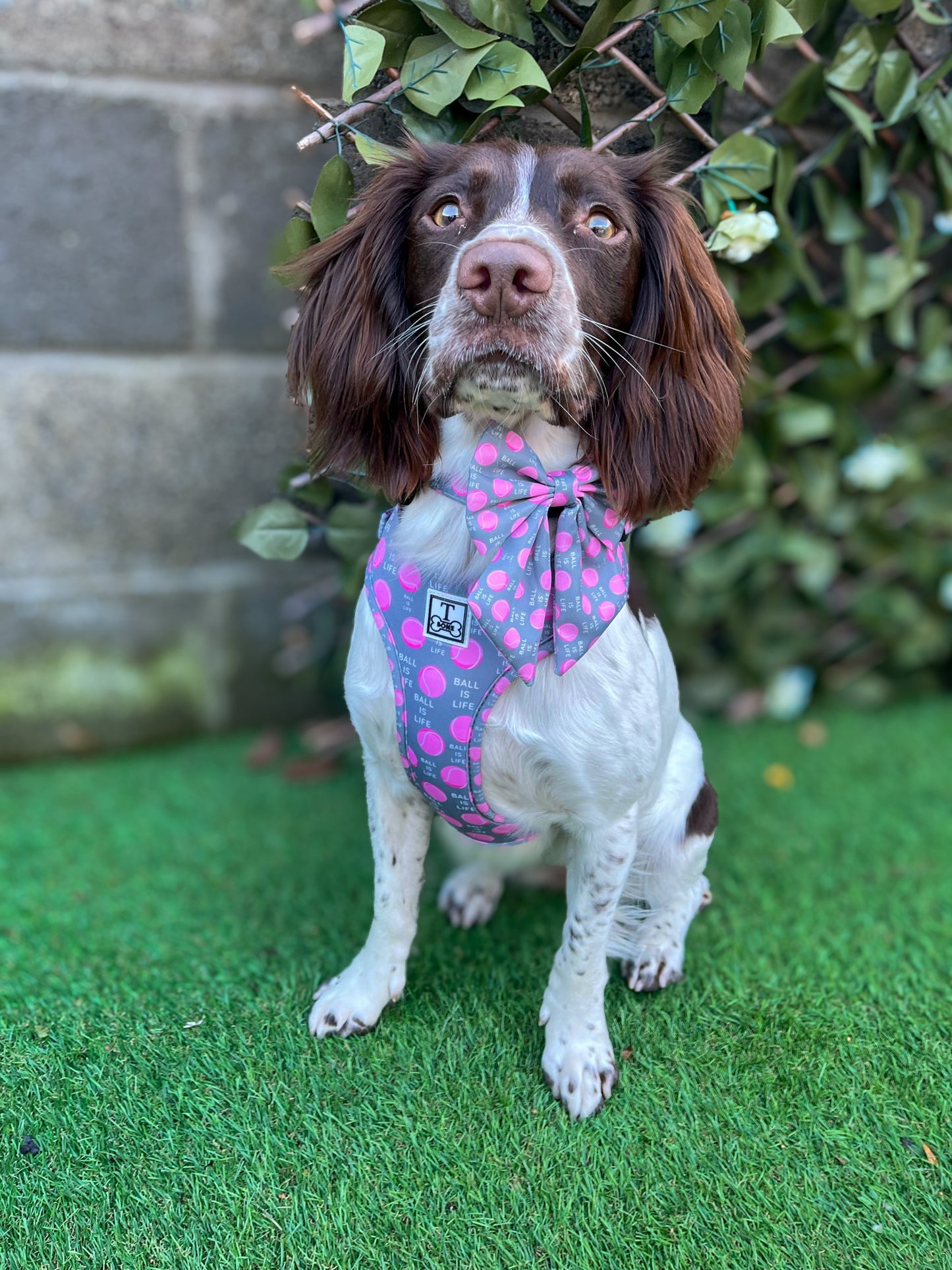Tommy Girl Adjustable Harness