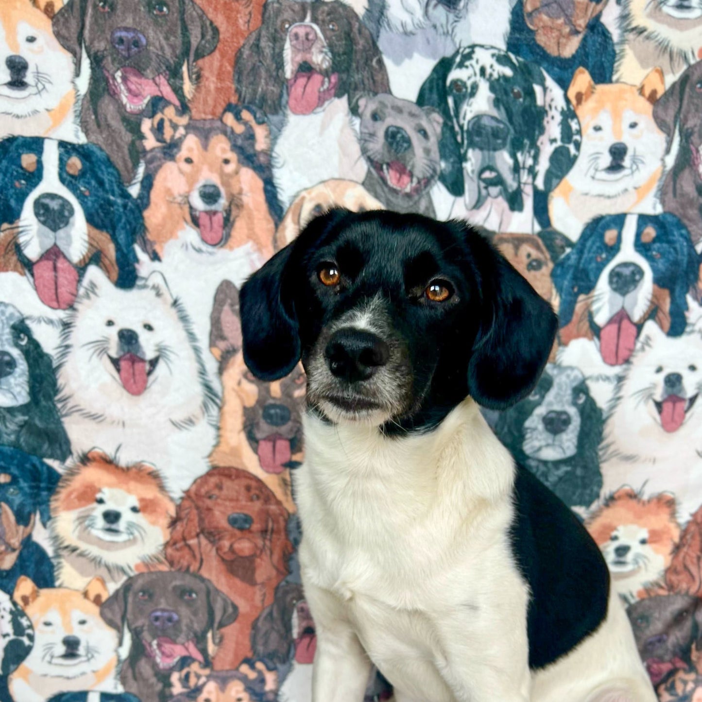 Part of the Pack Blanket