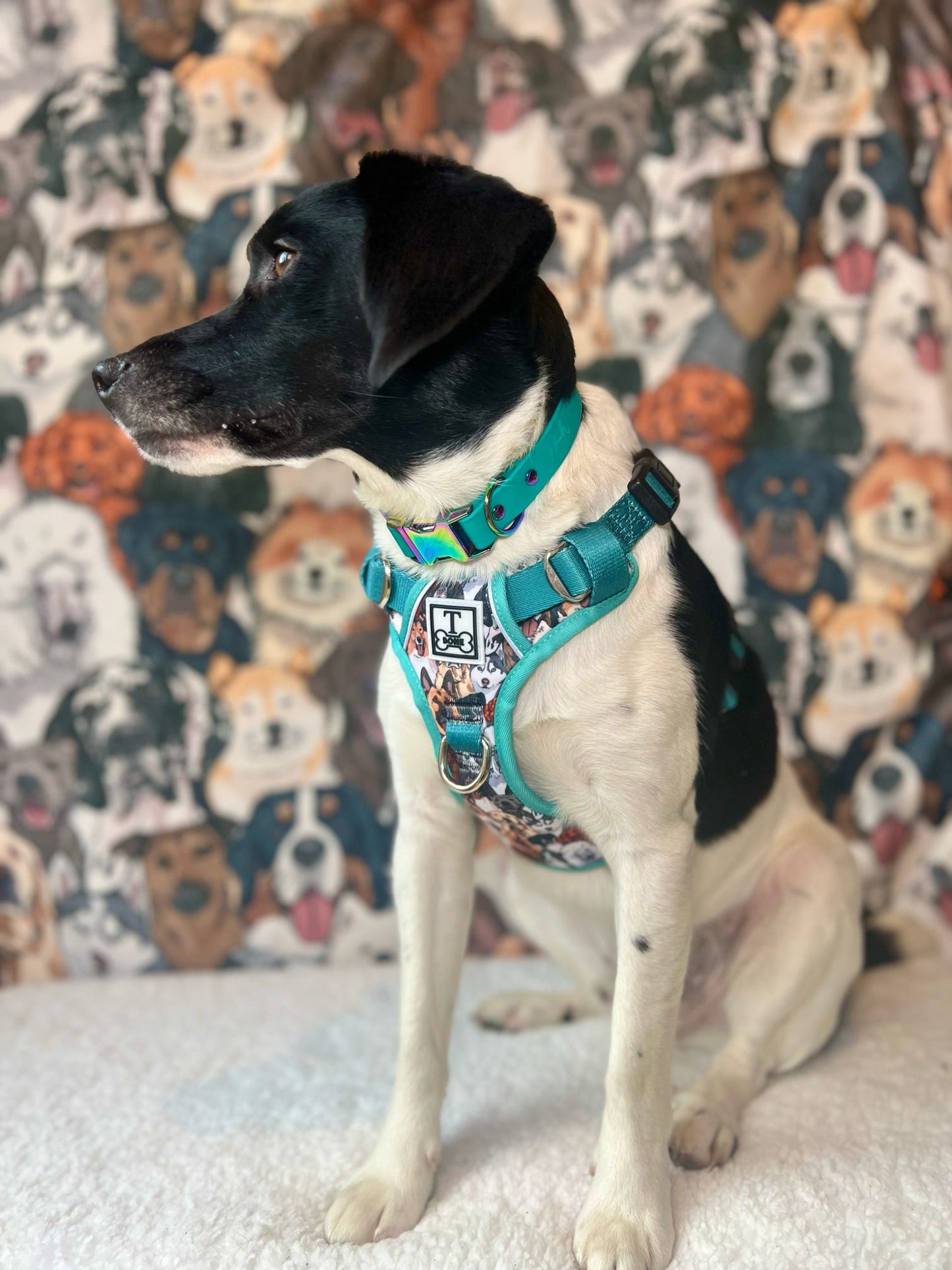 Part of the Pack Blue Tough Bone Harness