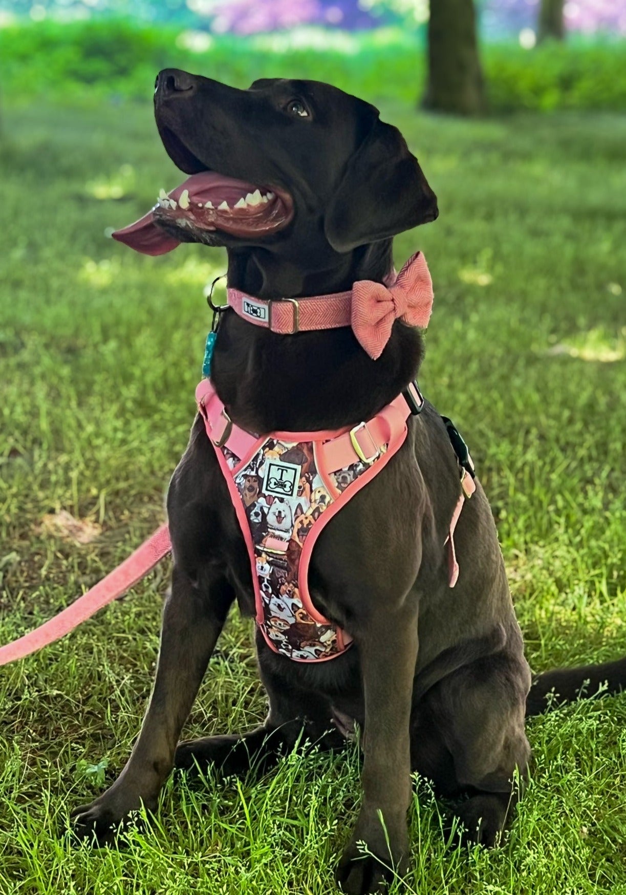 Part of the Pack Pink Tough Bone Harness