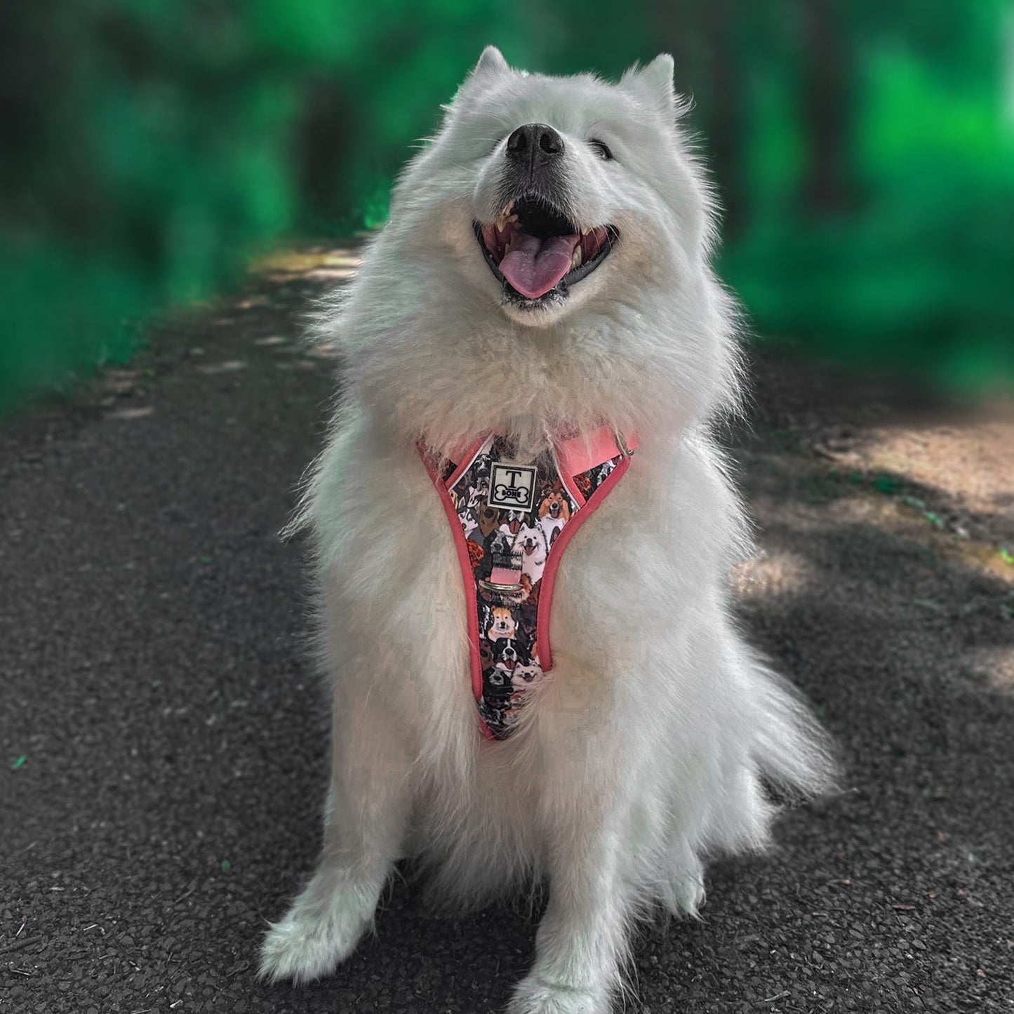 Part of the Pack Pink Tough Bone Harness