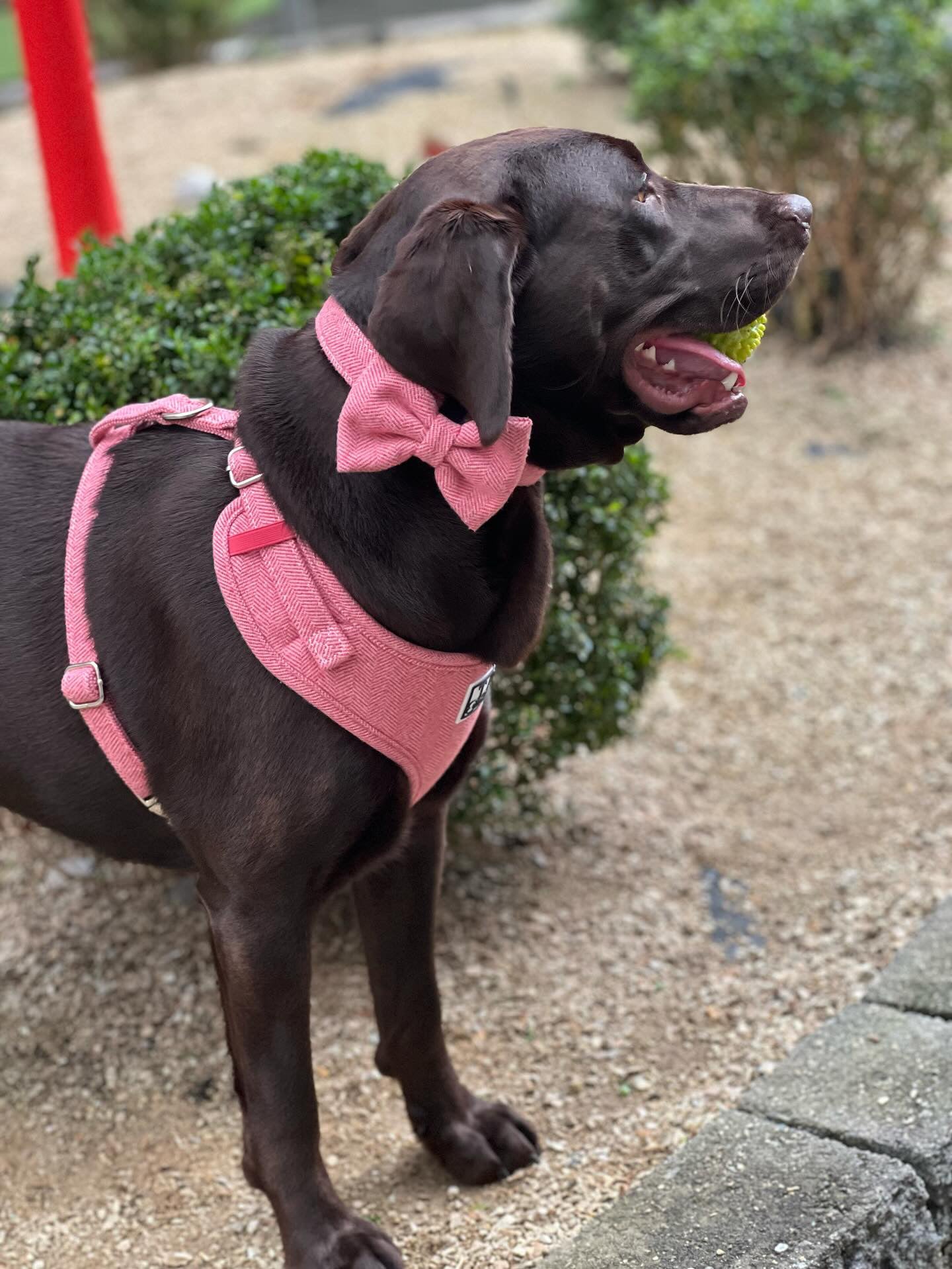 Berry Best Adjustable Harness