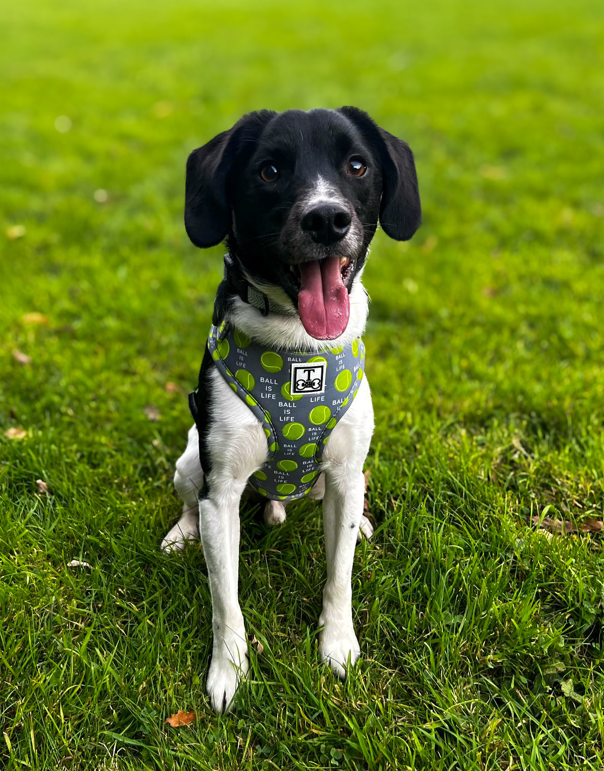 The Tommy Adjustable Harness