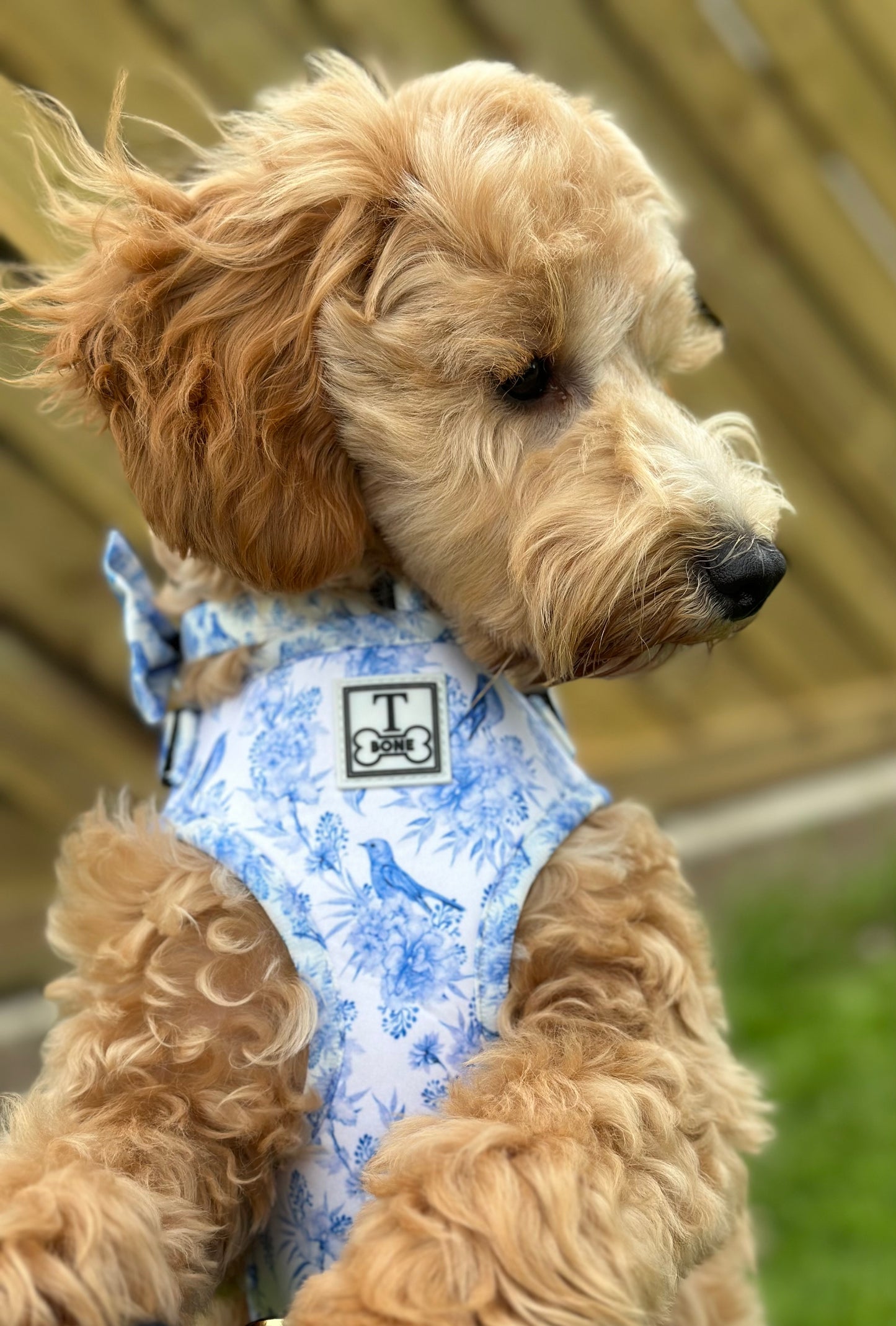 Afternoon Tea Adjustable Harness