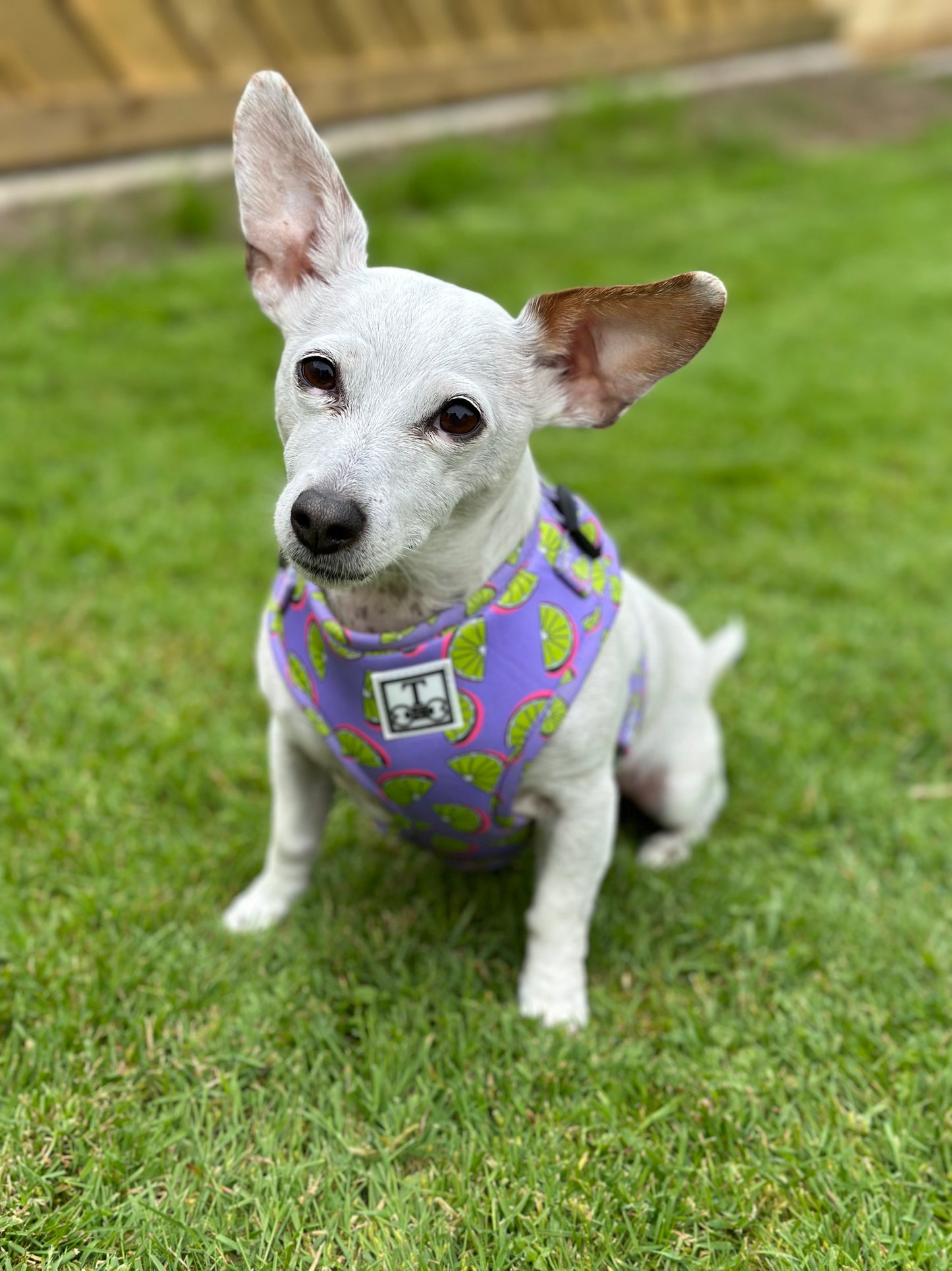 Partner in Lime Adjustable Harness