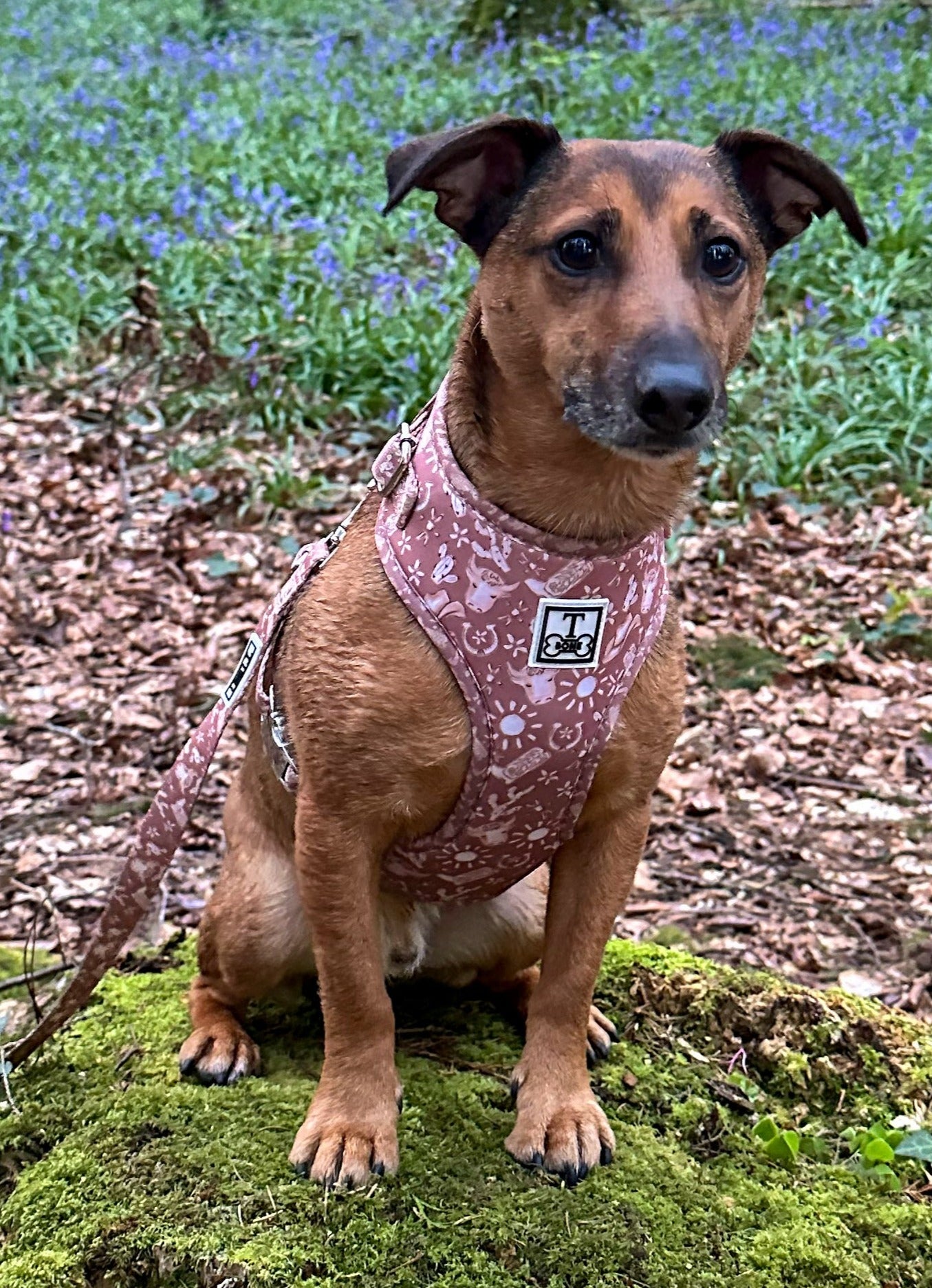 Country Couture Adjustable Harness
