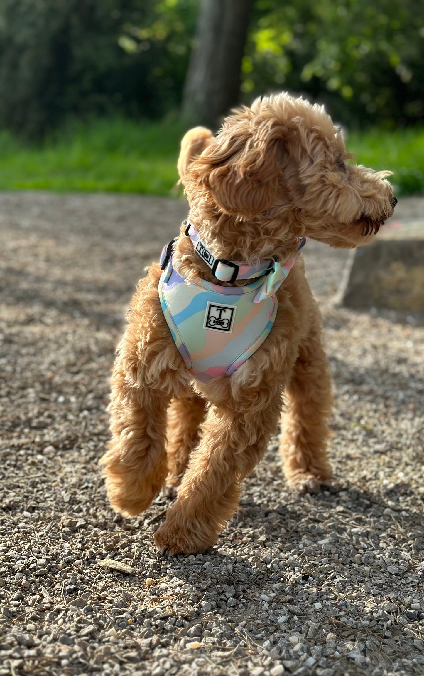 Candyfloss Adjustable Harness
