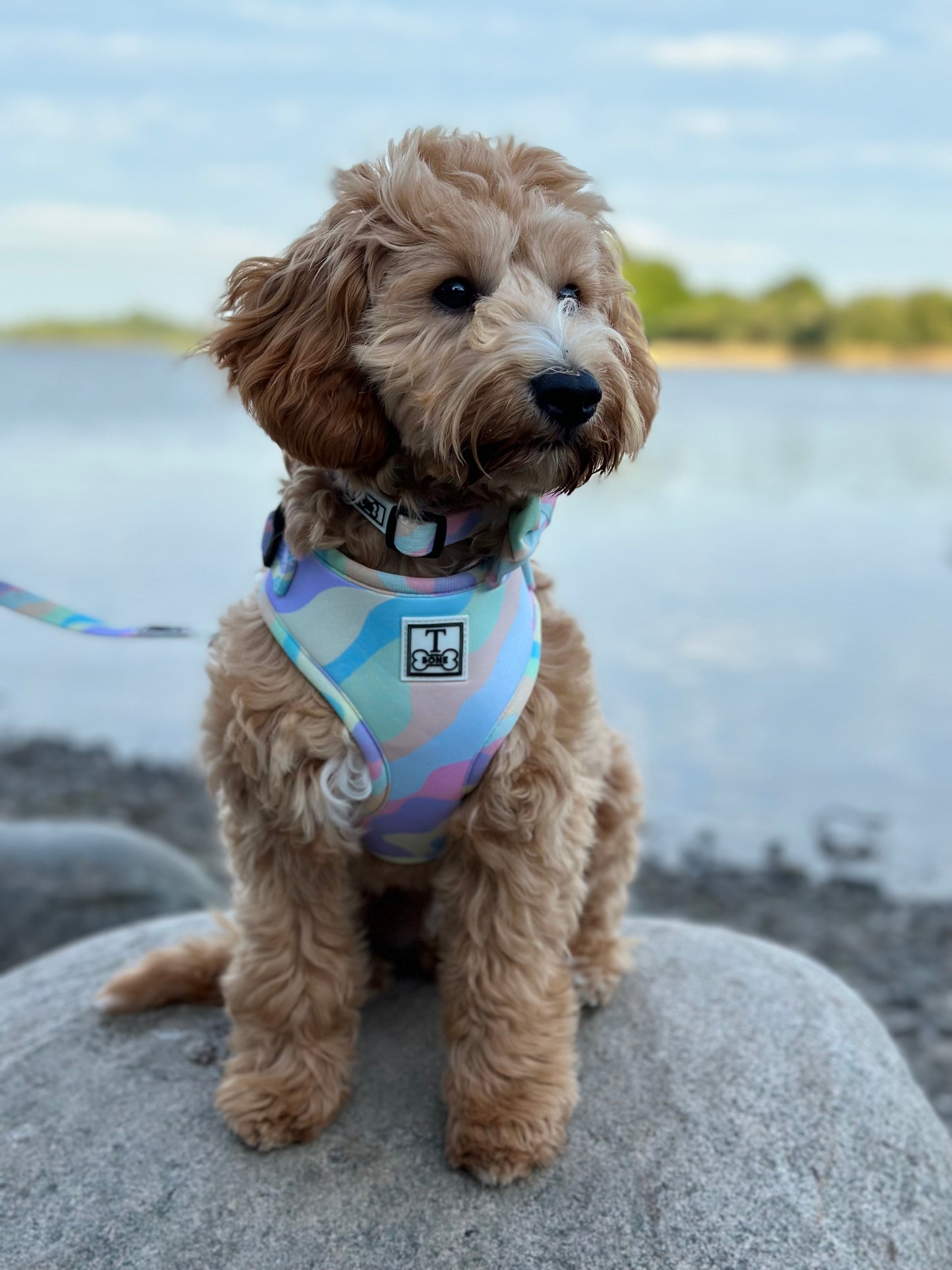 Candyfloss Adjustable Harness