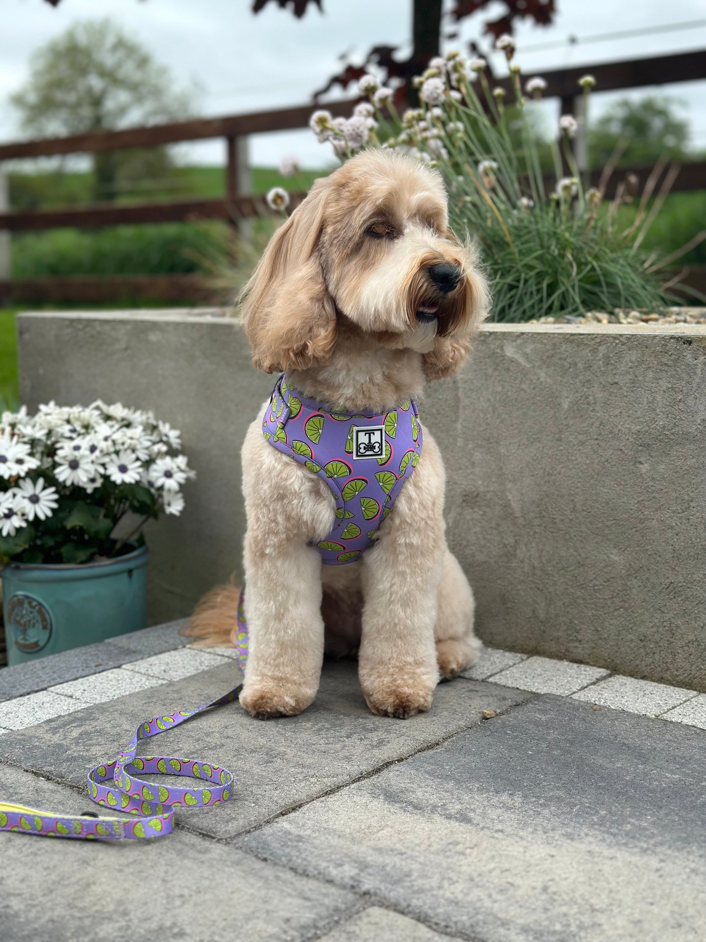 Partner in Lime Adjustable Harness