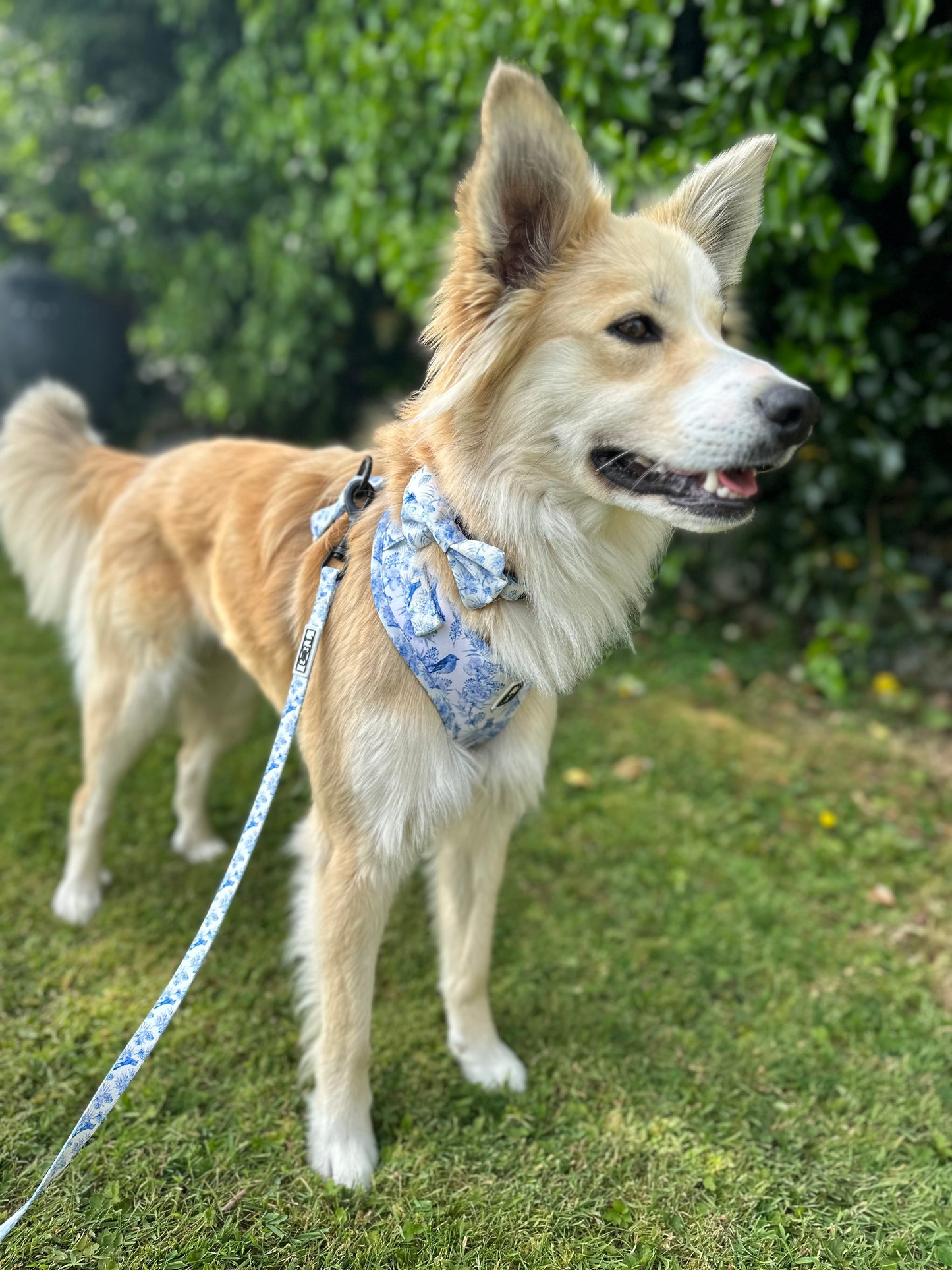 Afternoon Tea Adjustable Harness