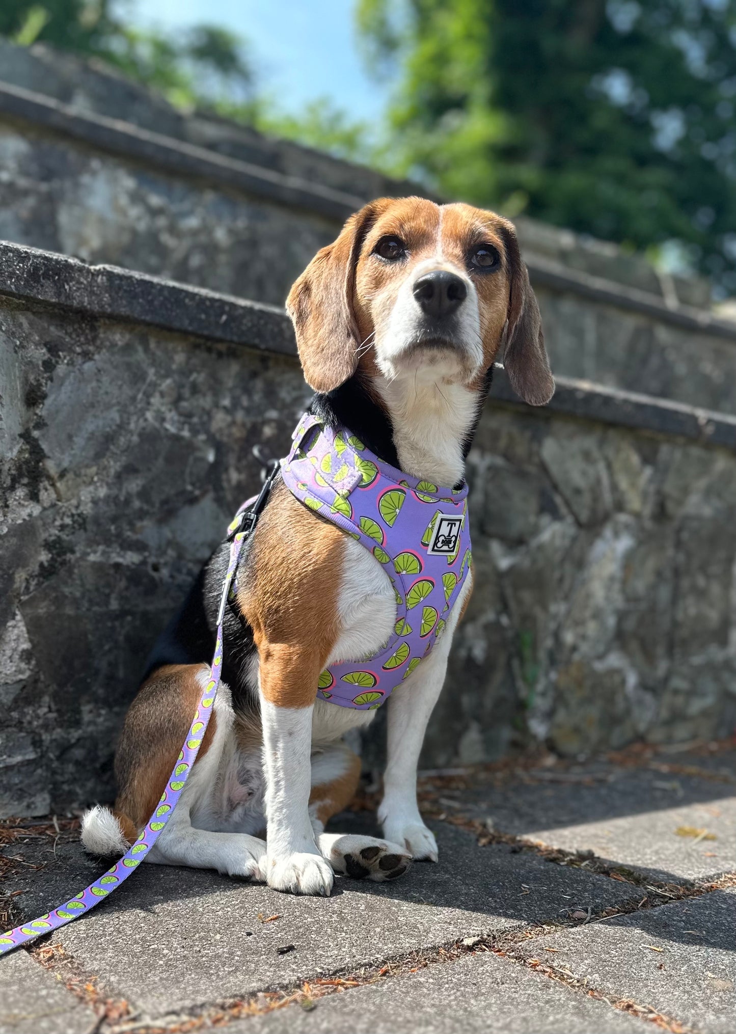 Partner in Lime Adjustable Harness