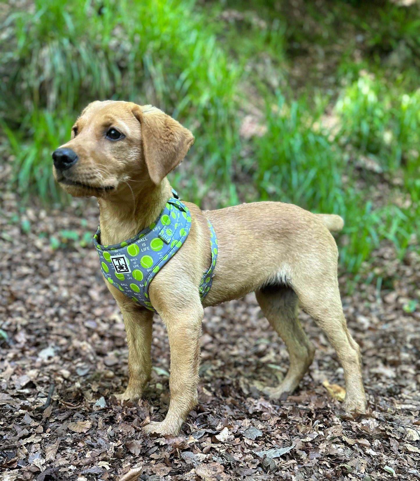 The Tommy Adjustable Harness