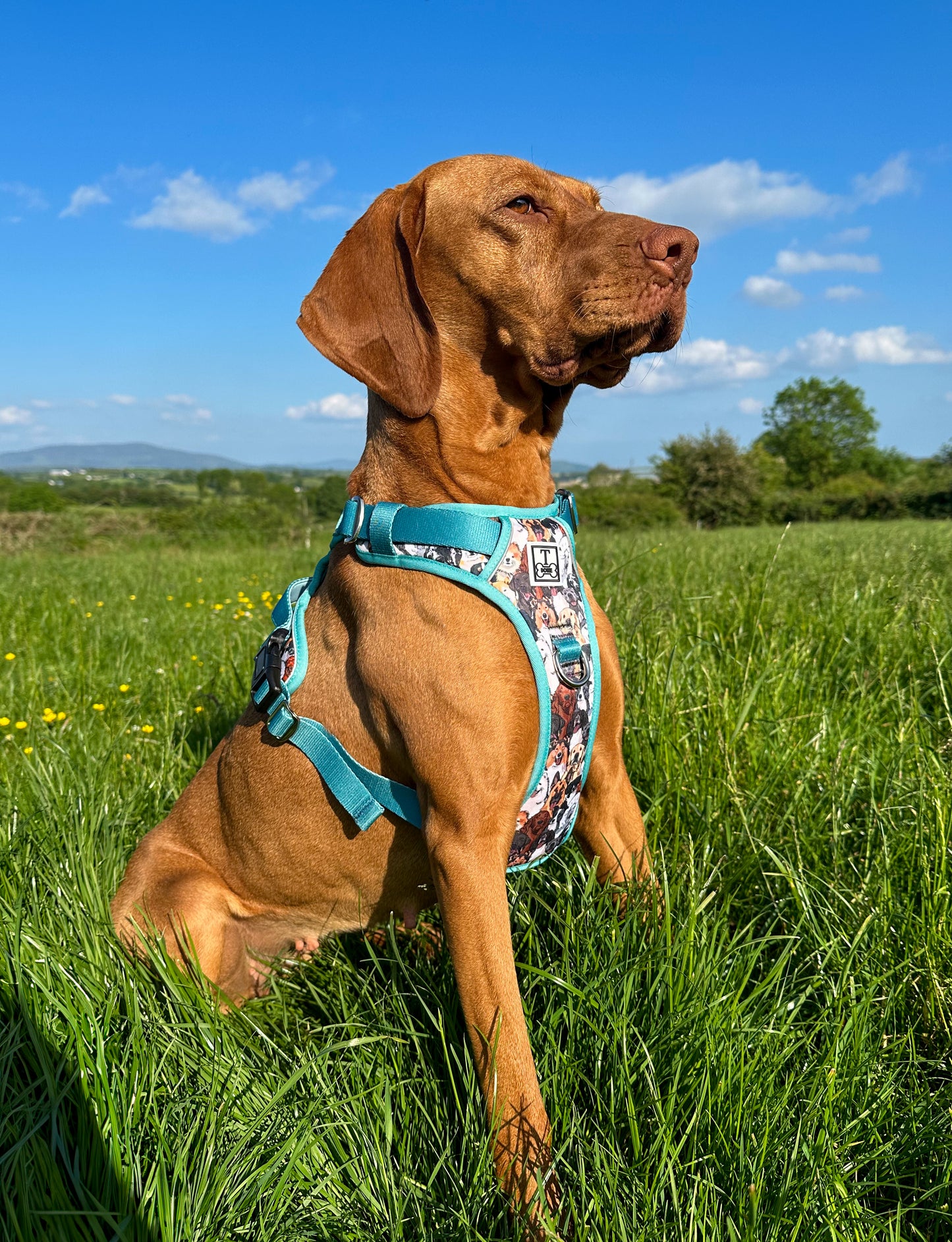 Part of the Pack Blue Tough Bone Harness