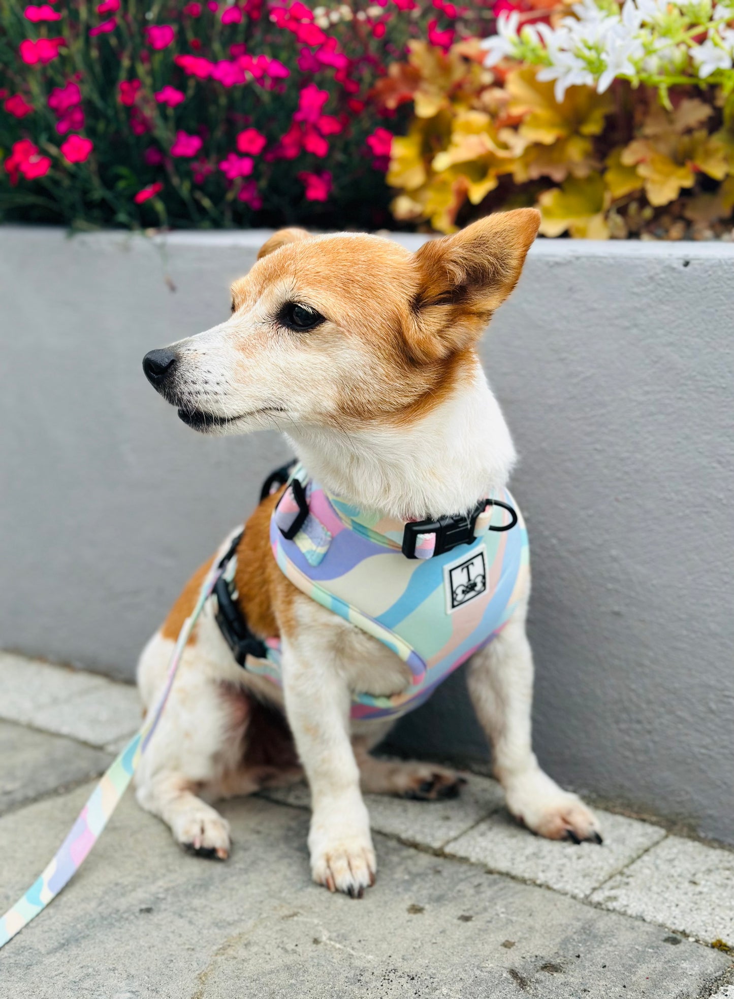 Candyfloss Adjustable Harness