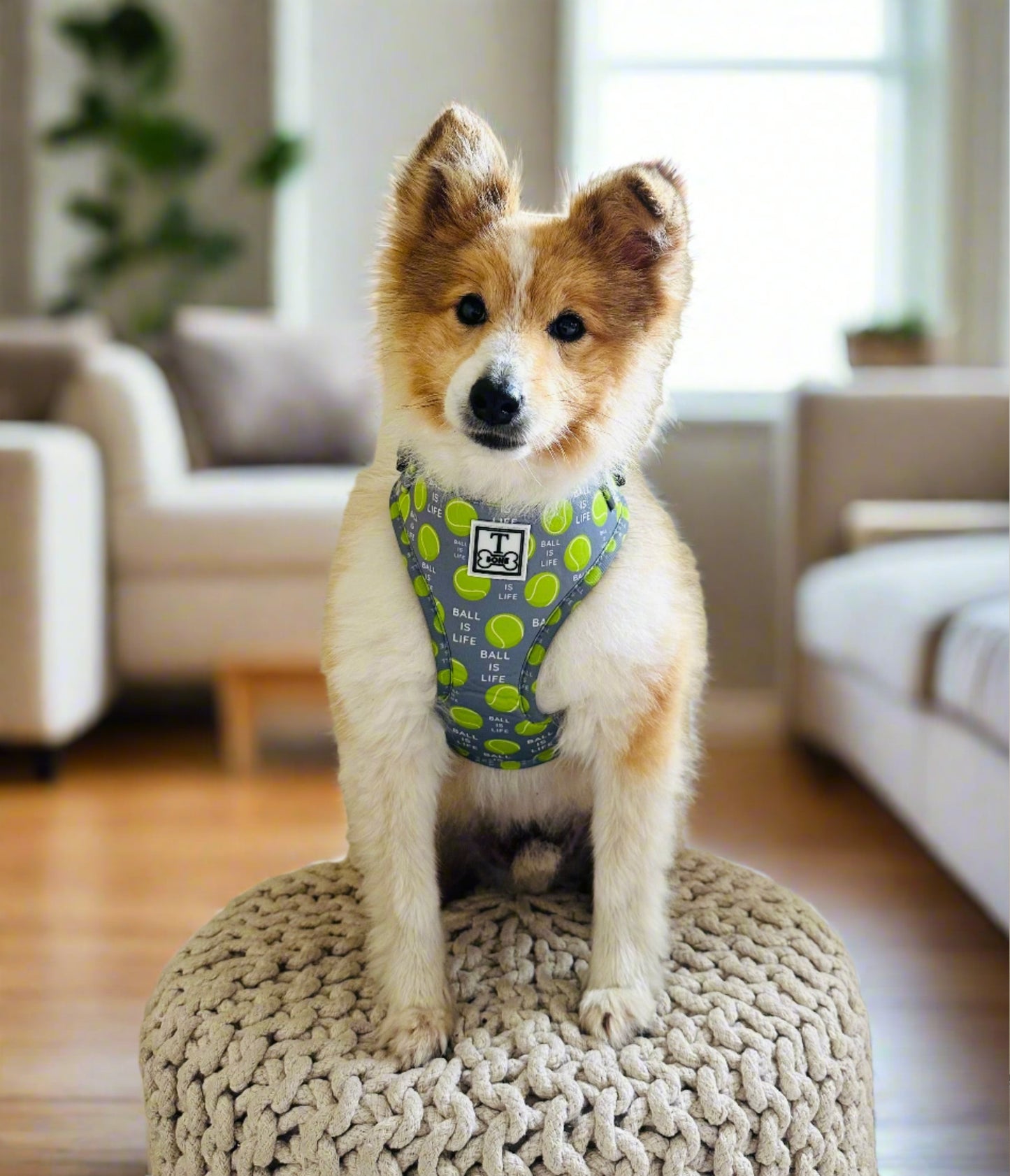 The Tommy Adjustable Harness