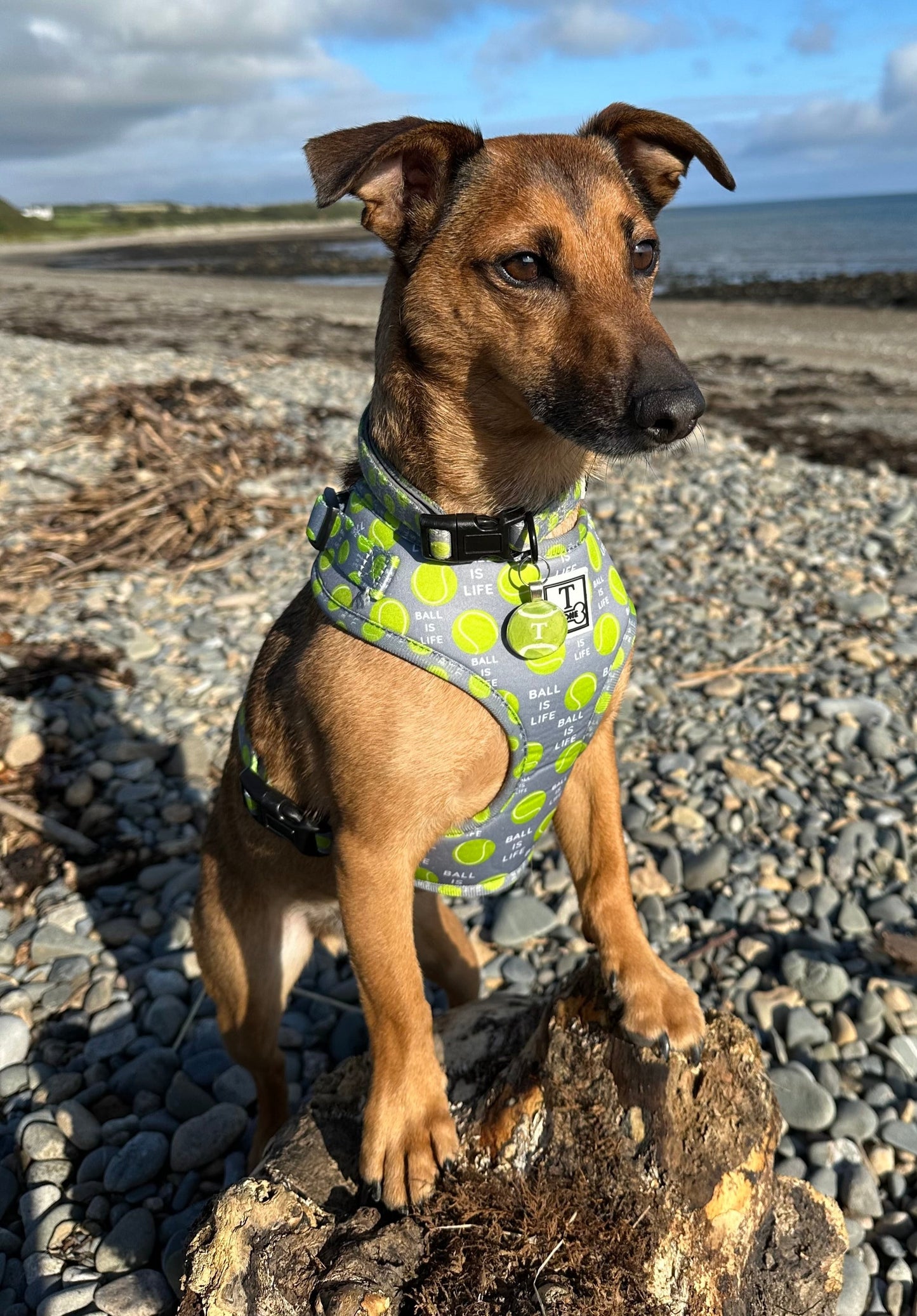 The Tommy Adjustable Harness