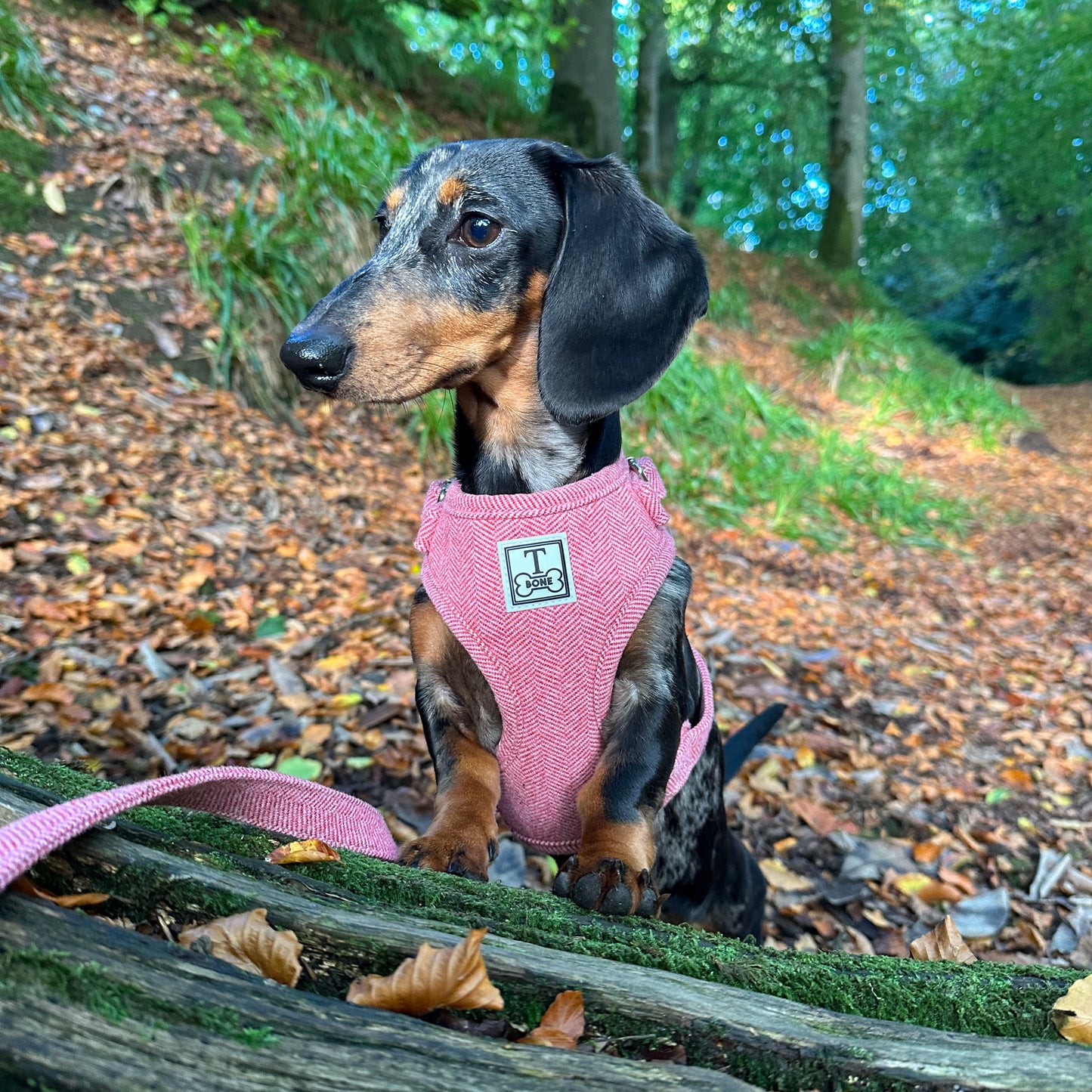 Berry Best Adjustable Harness