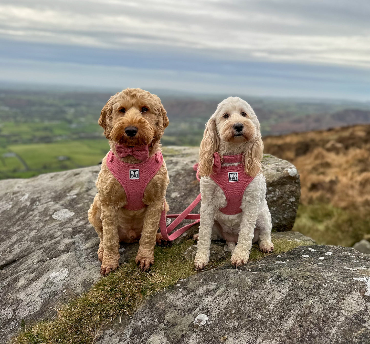 Berry Best Adjustable Harness