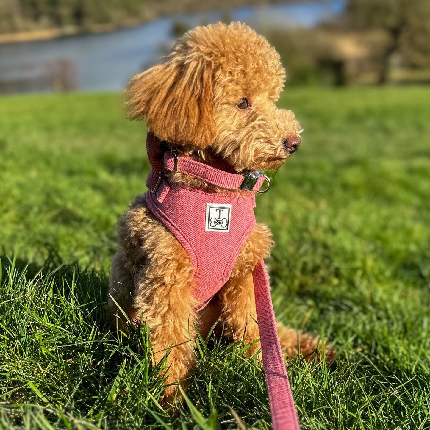 Berry Best Adjustable Harness