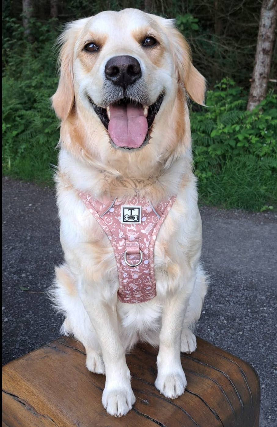 Country Couture Tough Bone Harness