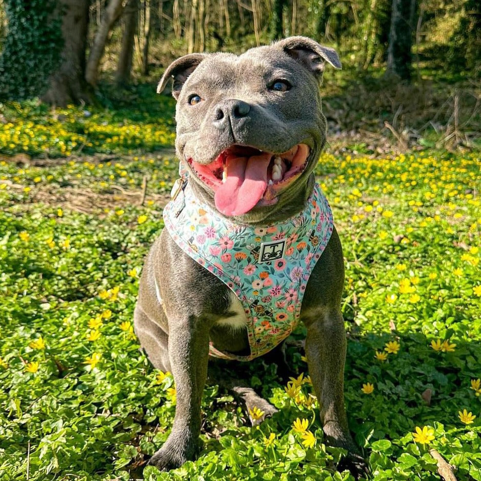 Buzzing Bloom Adjustable Harness