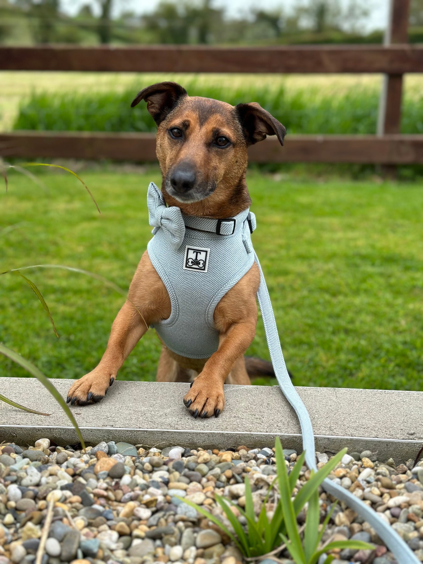 Sunday Best Adjustable Harness