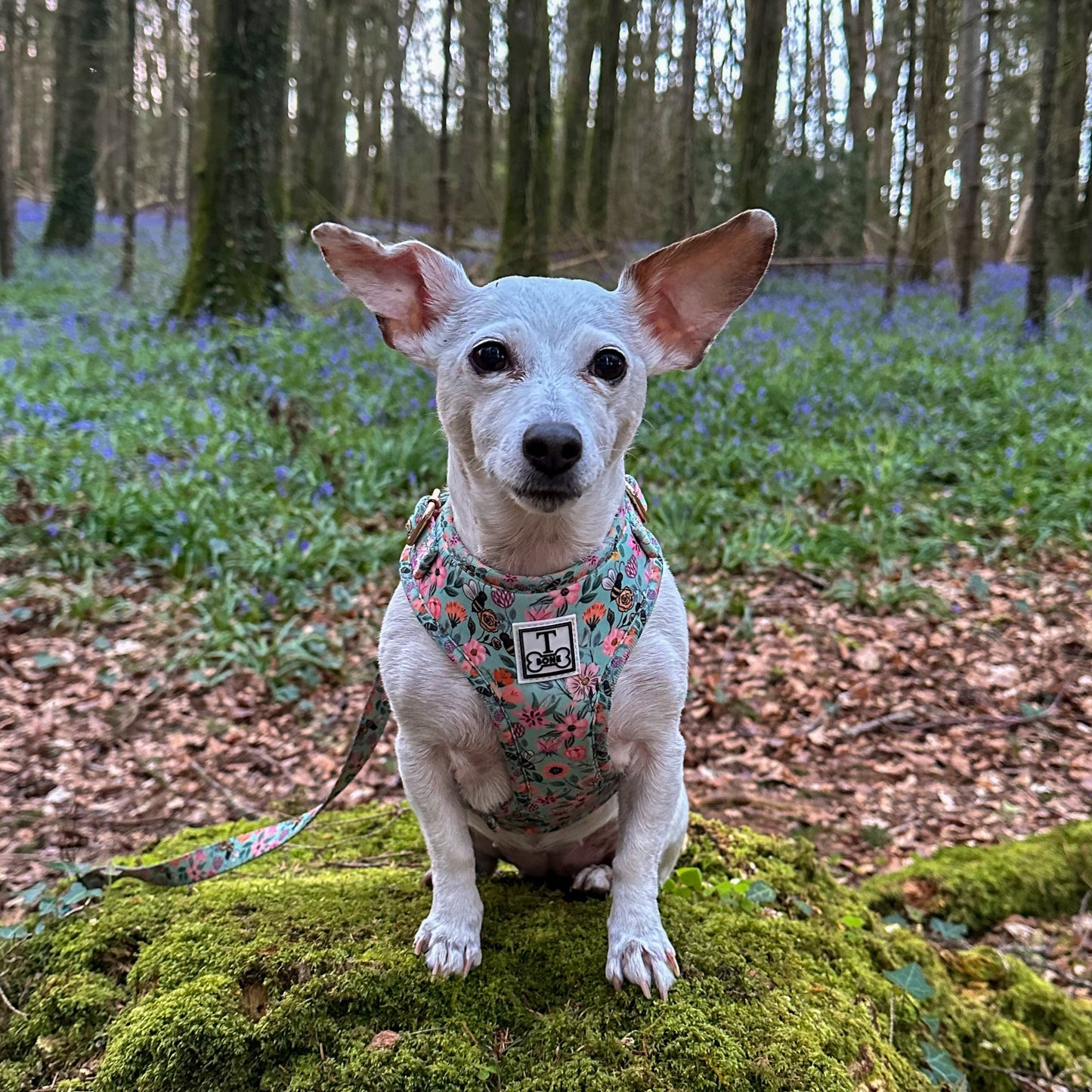 Buzzing Bloom Adjustable Harness